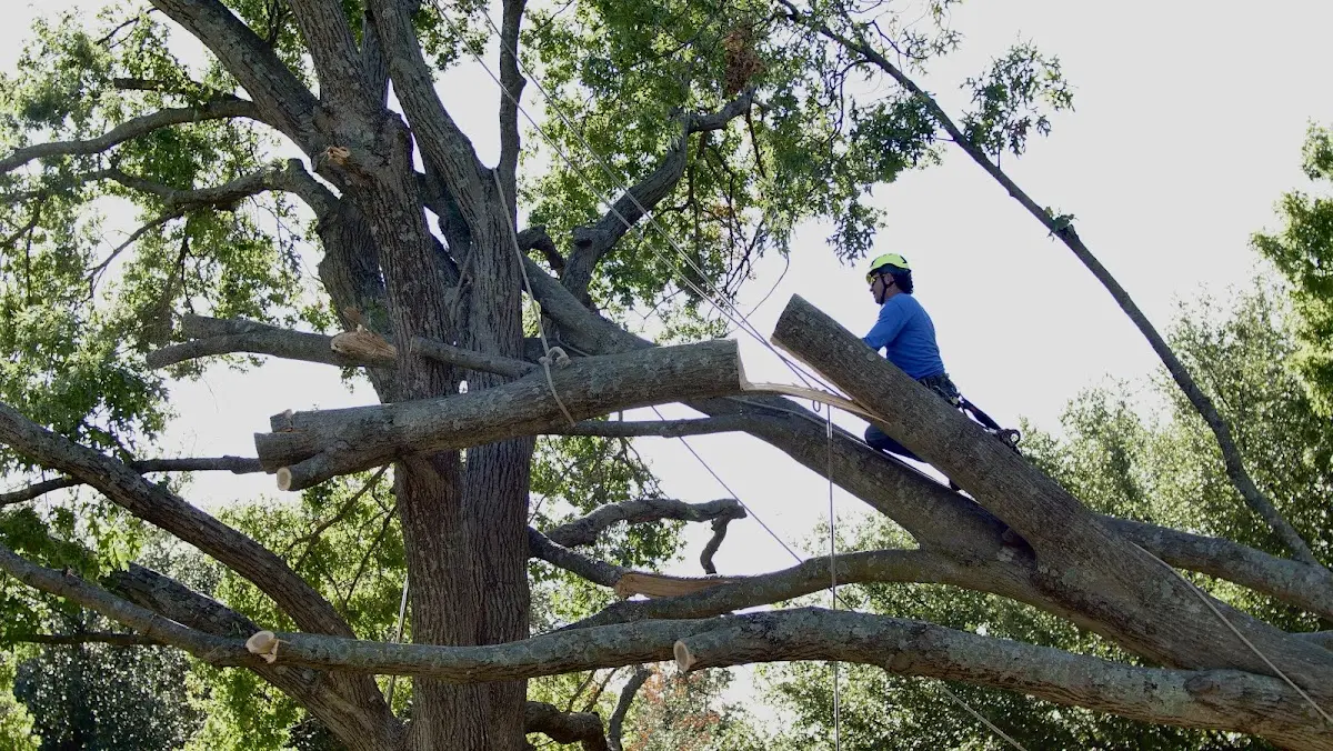 Professional Crown Thinning performed by certified arborists in Mountain Ranch