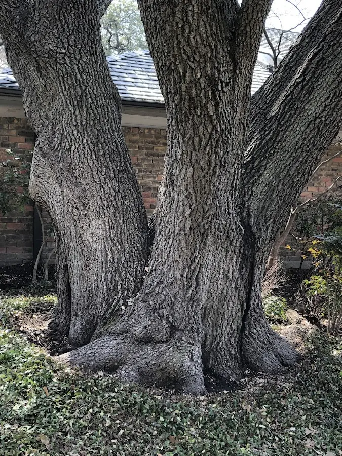 Mature heritage tree close to a Mountain Ranch property cared for by certified arborists